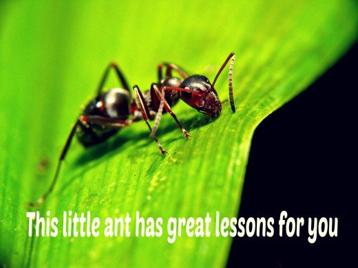 There is a Lot to Learn from Ants